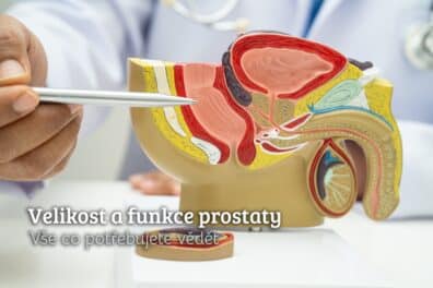 velikost prostaty funkce