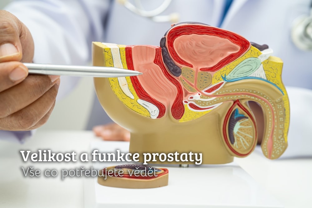 velikost prostaty funkce